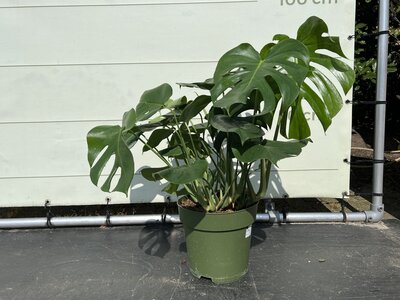 Monstera Deliciosa - Gatenplant