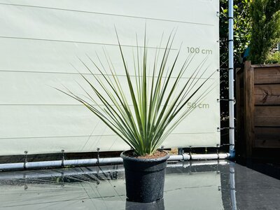 Blauw Berengras - hoogte 120 cm