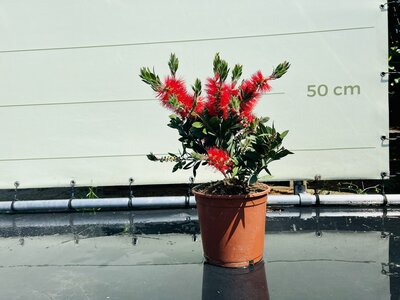 Callistemon - struik - hoogte 60 cm