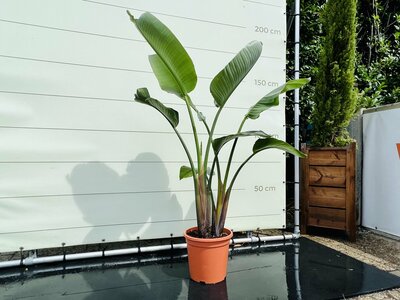 Paradijsvogelbloem - Strelitzia Augusta - hoogte 140-170 cm