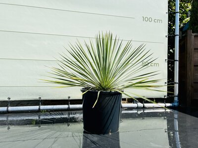 Yucca Rostrata - ca. 70cm
