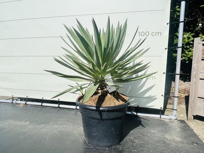 Yucca Gloriosa - ca. 100 cm