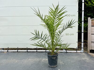Phoenix Canariensis - Canarische Dadelpalm ca. 110 cm