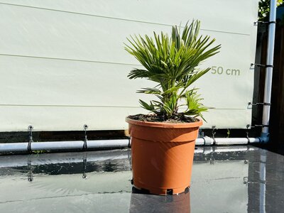 Chamaerops Humilis - Vulcano ca. 50cm