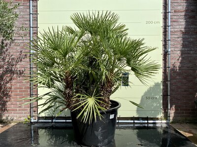 Chamaerops Humilis - ca. 210 cm