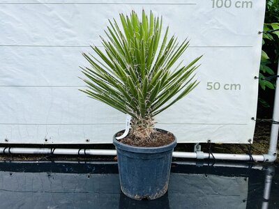 Yucca Filifera - ca. 100 cm