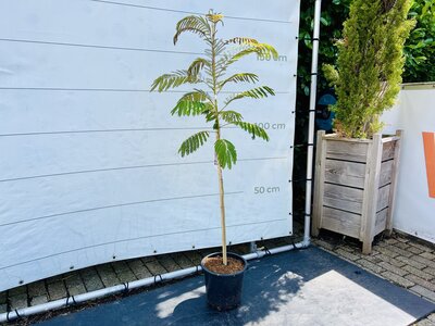 Perzische Slaapboom - Albizia Julibrissin