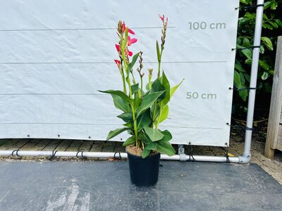 Canna Indica - Roze