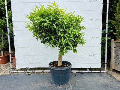 Citrusboom - Mandarijnboom ca. 160 cm