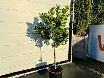 Citrusboom - Sinaasappelboom ca. 150 cm