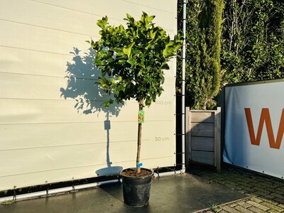 Citrusboom - Citroenboom ca. 160 cm