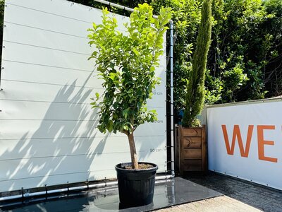 Citrusboom - Citroenboom ca. 250 cm