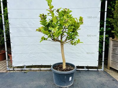 Citrusboom - Hand of Buddha ca. 160 cm