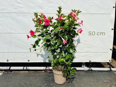 Mandevilla - Roze 70cm