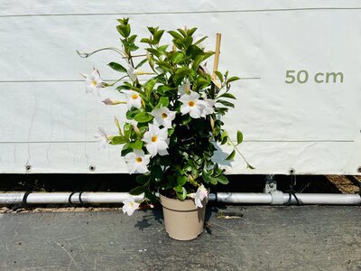 Mandevilla - Wit 70cm