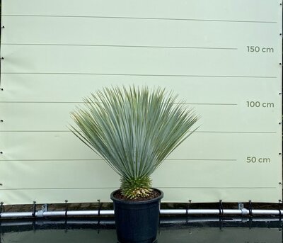 Yucca Rostrata - ca. 100 cm