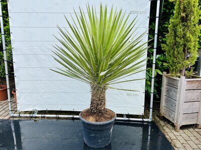 Yucca Filifera - ca. 200 cm