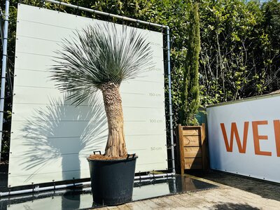 Yucca Rostrata - ca. 210 cm