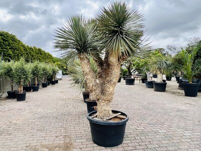 Yucca Rostrata - ca. 260 cm