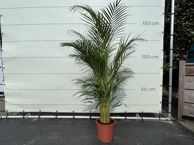 Goudpalm - ca. 160 cm