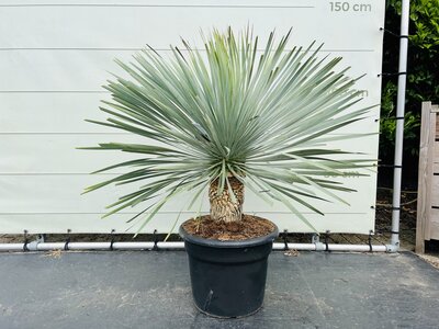 Yucca Rostrata - ca. 120 cm
