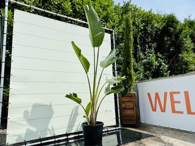  Paradijsvogelbloem - Strelitzia Augusta - ca. 300 cm