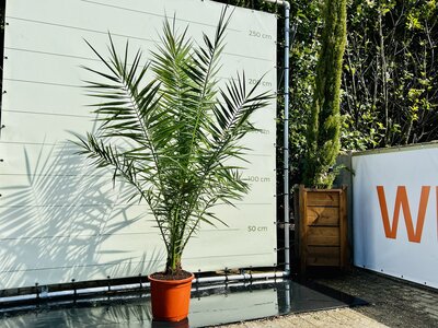 Palmboom - Phoenix Canariensis