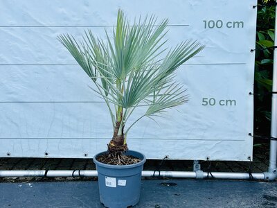 Brahea Armata - Mexicaanse Blauwe Palm