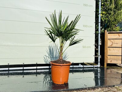 Trachycarpus Fortunei - chinese waaierpalm ca. 110 cm