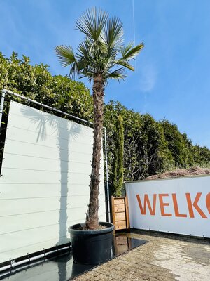 Trachycarpus Fortunei - ca. 400 cm