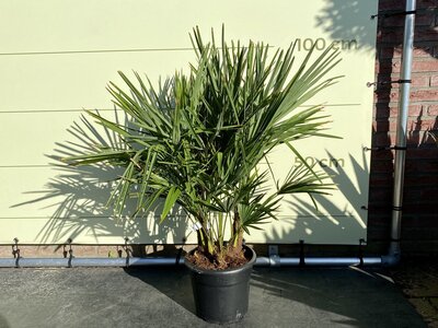 Trachycarpus Fortunei - Multistam ca. 90 cm
