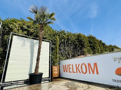 Trachycarpus Fortunei - ca. 400 cm