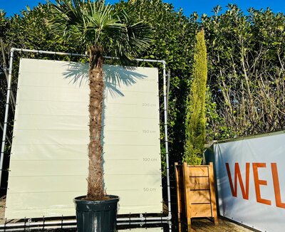 Trachycarpus Fortunei - ca. 230 cm
