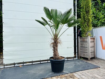Trachycarpus - Wagnerianus ca. 180 cm