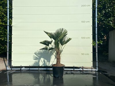 Trachycarpus - Wagnerianus ca. 110 cm