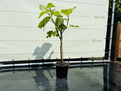 Vijgenboom - Ficus Carica ca. 100 cm
