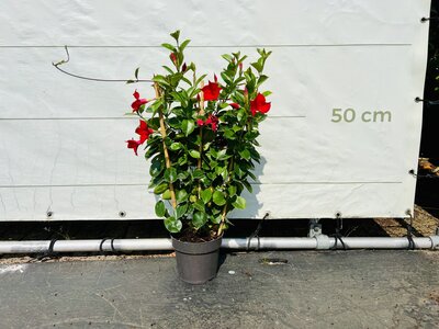 Mandevilla - Rood 70cm