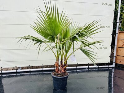 Palmboom - Washingtonia Robusta Multistam