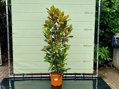 Magnolia Grandiflora Gallisoniensis - hoogte 180-200 cm