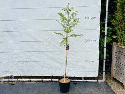 Jacaranda Mimosifolia - ca 160cm