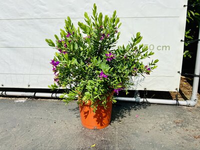 Polygala Myrtifolia - ca. 80 cm