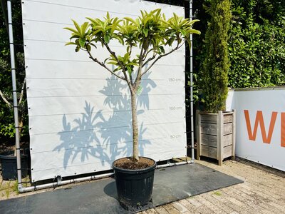 Japanse Wolmispel - hoogte 220 cm