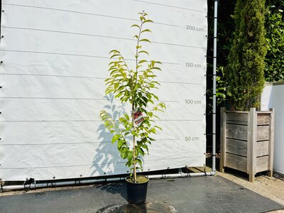 Kastanjeboom - hoogte 150 cm