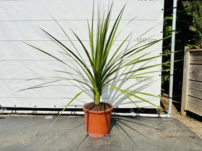 Cordyline Australis - Indivisa - ca. 120 cm