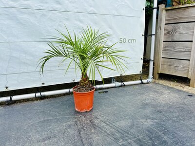 Phoenix Roebelenii - ca. 60 cm