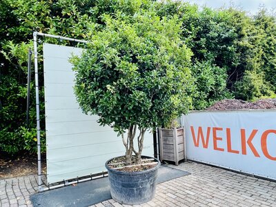 Osmanthus Aquifolium - Schijnhulst 