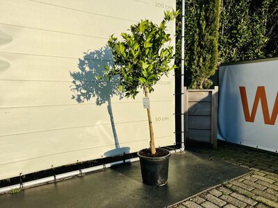 Citrusboom - Limequat ca. 150 cm