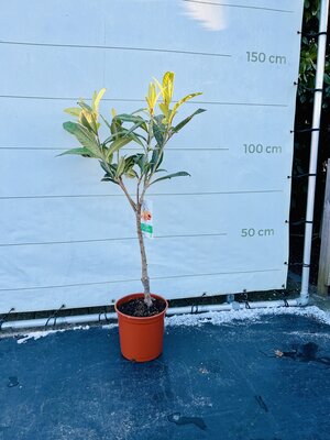 Japanse Wolmispel - hoogte 130/150 cm