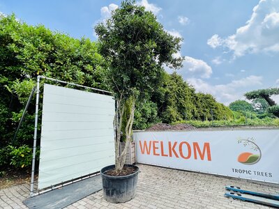 Osmanthus Aquifolium - Schijnhulst 