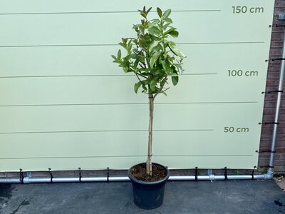 Citrusboom - Hand of Buddha ca. 150 cm